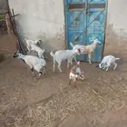 4دواغير ذكران 3جفار شحم