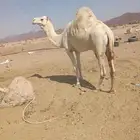 للبيع جمل سلاله الذيب