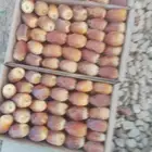 خراف رطبة في حريملاء