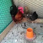 ديك ودجاجه البيع سريع
