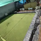 نبتت الازولا