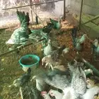 صوص فيومي عمر ثلاثه اشهور