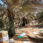 نخل عربي و واشنطن