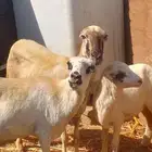 نعجه منتوج ونعجه قروب