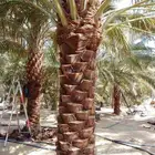 مقاول نخيل تكريب قلاع فسائل توريد نخيل شبوك زراعيه