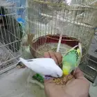 عصفور بادجي (طير الحب) زوج أليف 70 بالميه