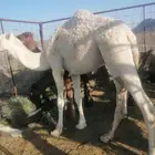 قعود عفر فحل ولا ذبح