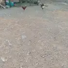ديكه كفو