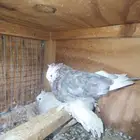 سيهات حي الديره