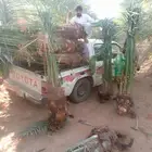 نخل البيع الجله تبرك ضرام المشعله المزحميه الرياض الخرج