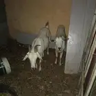 ماعز بيشي زبيحه مربعه