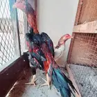 شامو ياباني