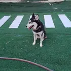 سلام عليكم هاسكي انثى اسمها لوسي عمرها سنه و شهرين مدربا و ت