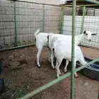 جفار بيشيات