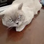 قطط لتبني