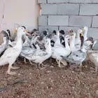 بط مسكوفي