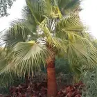وشنطني البيع
