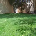 عشب وثيل