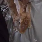 ارنب اسوم وصل 20