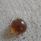 عقيق
