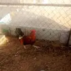 ديك بلدي