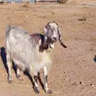 عنز فاخره تحتها 2