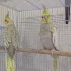 كروان اليف