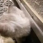 قطه شيرازي
