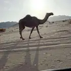 ناقه للبيع كفوو