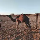 قعود طيب للبيع