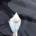 طير روز للبيع