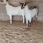 معزاء للبيع