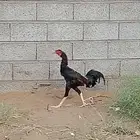 ديك باكستاني و دجاج بلدي