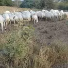 ظان رفيد يات دفيع