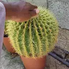 أبو مروة للزارعية وتنسيق الحدائق