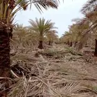 بيع وشراء النخيل