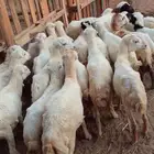 ررخال رفيدي العدد 22سعر 460