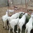 بهم تيوس ذبايح مندي