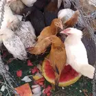رماح