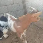 ماعز قزم
