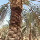 جميع أشغال أنخل تحويض تكريب واشنطن