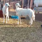 طليان