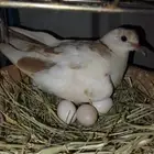 حمام قمري هوندي