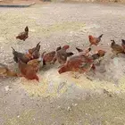للبيع دجاج فرنسي