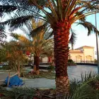 نقوم بتوريد وزراعه جميع انواع النخيل وتكريب النخيل