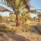 سلام عليكم يوجد لدينا جميع انواع نخيل وتركيب انوار الشبوكات