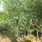 مشاتل تنسيق الحدائق زراعة النخيل وتركيب يوجد