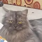 قطه للتبني