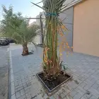 مشتل ابناء الصعيد