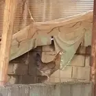 2 دجاج بلدي